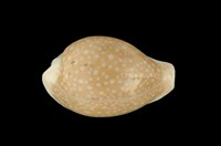 藏品(初雪寶螺)的圖片